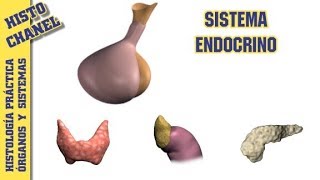 OyS 7 Sistema Endocrino [upl. by Saphra711]