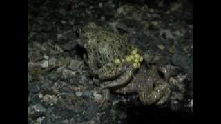 Part 3 Midwife Toad Alytes obstetricans amplexus [upl. by Aihc]