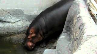 Massive Zoo Hippo Takes Massive Disgusting Crap and Flings It Everywhere and Then Swims in It [upl. by Bevan6]