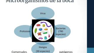 Microbiota oral [upl. by Noraha]