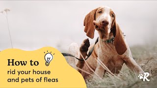 How To Quickly Spot and Treat Pet Fleas at Home [upl. by Ahsenid]