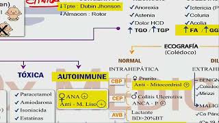 4 MAPA MENTAL DE GASTROENTEROLOGÍA ICTERICIA [upl. by Recnal]