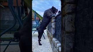 Top 5 powerful bites dogs youtubeshorts shortsviral wildanimalslife dogbreed guarddog [upl. by Eilzel173]