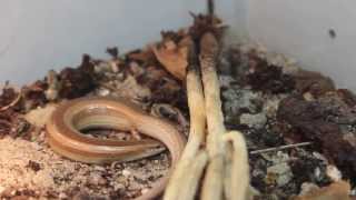 Chalcides mionecton trifasciatus giving birth [upl. by Christian]