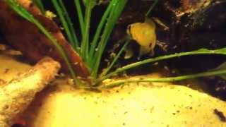 Apistogramma steindachneri pair with a large batch of fry [upl. by Salb]