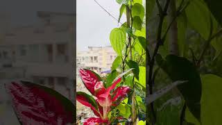 Vellake nuvvala shorts song ytshorts green relaxing music cool [upl. by Adiarf]