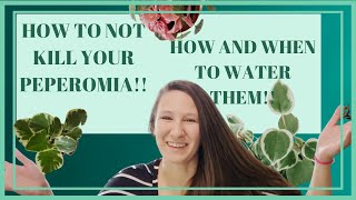 Peperomia Care Tips  How to Water Peperomia  Peperomia Collection Tour mini [upl. by Monda]