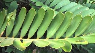 ZAMIA Zamia furfuracea wwwriomoroscom [upl. by Aicatsana]