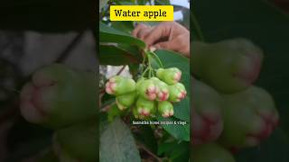 My home organic fruits 🫒🍒🍐🍈 healthy foods natural organic fruits food subscribetrending viral [upl. by Holub862]