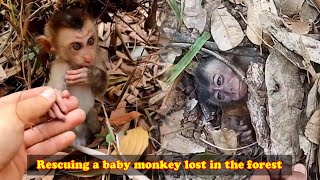 Rescue a baby monkey lost in the forest The poor little monkey was fortunately rescued in time [upl. by Muna]