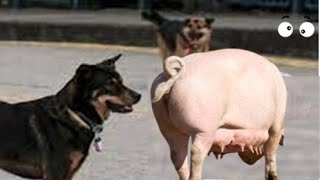 Dog and Pig Secrets of Dogs and Pigs Amazing Differences You Wont Believe [upl. by Hurlbut]