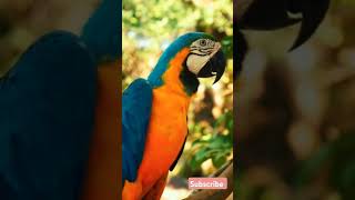 Macaw parrot parrot rareanimal cuteanimal animation aninallover explore [upl. by Sou]