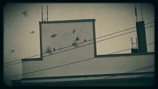 Sparrows [upl. by Enna]