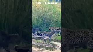 Texugo do mel também chamado de ratel botando pra quebrar pra cima de três leopardos [upl. by Fidel]