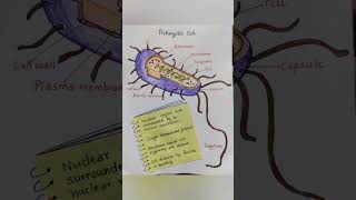 Prokaryotic Cell DiagramClass 9 Science  Fundamental Unit of life [upl. by Devon]