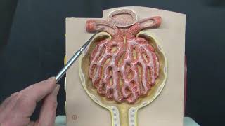 Kidney Structure and Function [upl. by Sisile421]