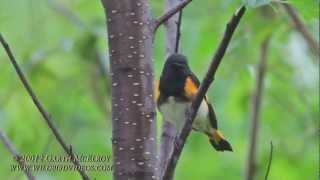 American Redstart in Maine [upl. by Nadabus]