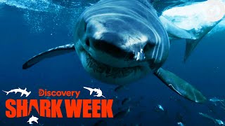 SHARK ATTACK Caught on Camera  Shark Week  Discovery [upl. by Lamrej]