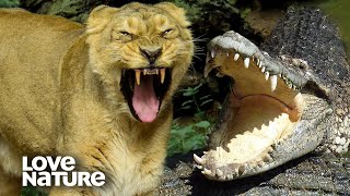 Lioness Vs Crocodile Predators Battle Over Hippo Meal  Love Nature [upl. by Aisemaj115]