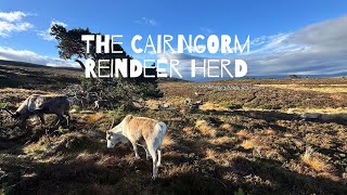 Wandering in the Cairngorm Mountains with Reindeer 😀 [upl. by Acinehs]