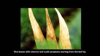 Rice Diseases Leaf Scald [upl. by Ode]