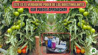 Cómo hacer realmente una Bioestimulación en Cultivos De Tomates [upl. by Ecilahs]