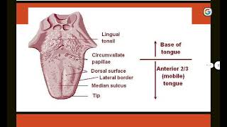 histology lec4 part 8 filiform papillae [upl. by Eillom]