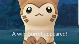 A Wild Furret Has Appeared Pokemon GO Generation 2 Spawning Now [upl. by Derrick]