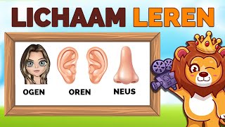 Leer Je Kind Alle Lichaamsdelen 👀👂  Lichaamsdelen Leren  NL✅ [upl. by Keyek874]