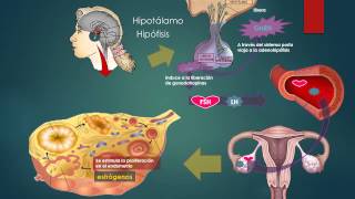 eje HIPOTALAMO HIPOFISIS OVARIO [upl. by Acirret138]