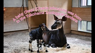 【ズーラシア公式】A baby Okapi Okapia johnstoni was born in the Yokohama Zoological Gardens ZOORASIA [upl. by Marysa]