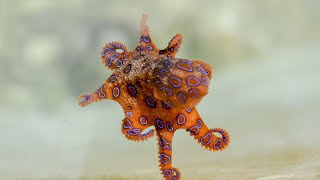 The Mysteries of the Octopus AI Generated [upl. by Eelarbed]