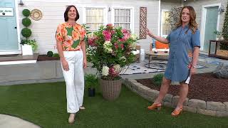 Cottage Farms Strawberry Sundae Hydrangea Live Plant on QVC [upl. by Garnes]