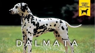 IL DALMATA trailer documentario [upl. by Lorrin]