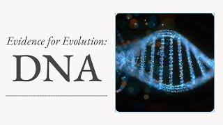 Evidence for Evolution DNA [upl. by Emmalynn]