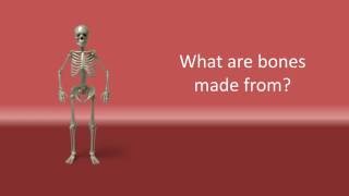 What are bones made from [upl. by Eiclek]