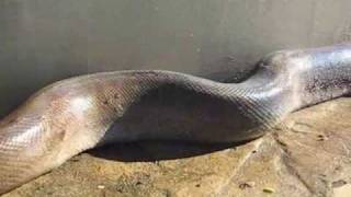 Giant Snake found at a water treatment plant [upl. by Anahoj]