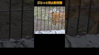 かわいすぎるファンサレイ🩷 🍀旭山動物園のライオンファミリーオリト＆イオ shortszoolionlionbabies [upl. by Anailuj]