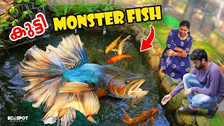 കുട്ടി MONSTER FISH നെ വാങ്ങി കുളത്തിലിട്ടു  BUYING NEW PREMIUM BETTA FISH Malayalam [upl. by Laamaj]