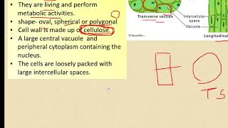 class 9 simple permanent tissues [upl. by Jodee]