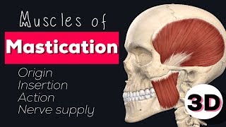 MUSCLES OF MASTICATION  3D [upl. by Eiramana]