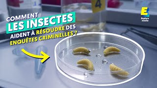 Comment des experts datent la mort avec des insectes [upl. by Llewsor649]