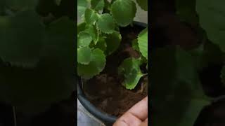 Ajwain plant care [upl. by Ahsar990]