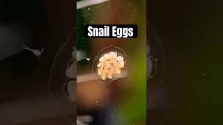 Snail eggs [upl. by Sirtimed]