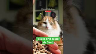 Pellets oder Sand Welche Option ist besser für das Katzenklo [upl. by Bathsheb]