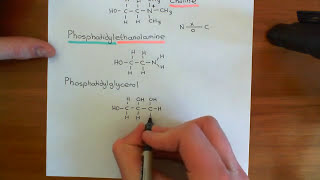 Introduction to Lipids Part 2 [upl. by Alesram]