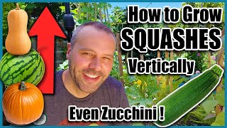 How to Grow Squash VerticallyEVEN ZUCCHINI Small Space Gardening [upl. by Supmart]