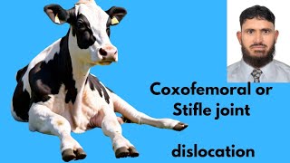 Coxofemoral joint dislocation  Hip luxation in cattle Veterinary orthopedics [upl. by Annalee456]