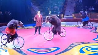 Circus Bears show Cute Bears on a bicyclebestmoments サーカスベア ショー。 自転車に乗ったかわいいクマたち最高の瞬間 [upl. by Ailatan]