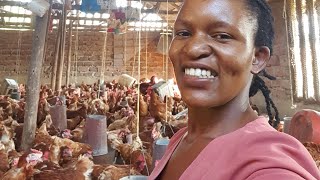 The truth on poultry farming business how chicken 🐔farming works [upl. by Enovi]